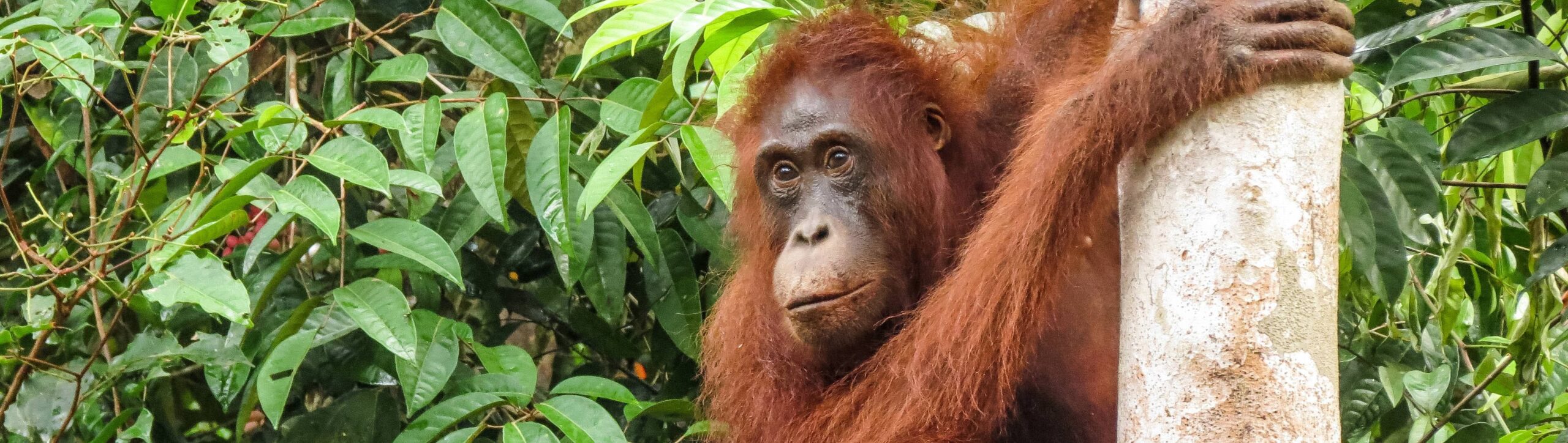voyage malaisie borneo Orangoutan scaled