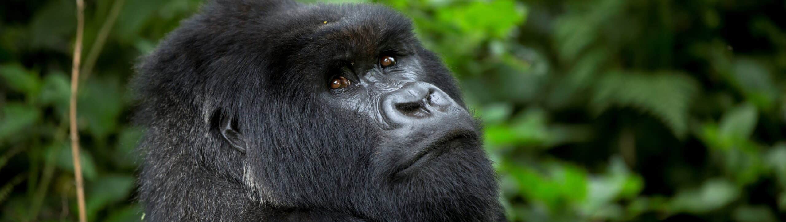 Rwanda gorilles montagnes Virunga 1 scaled