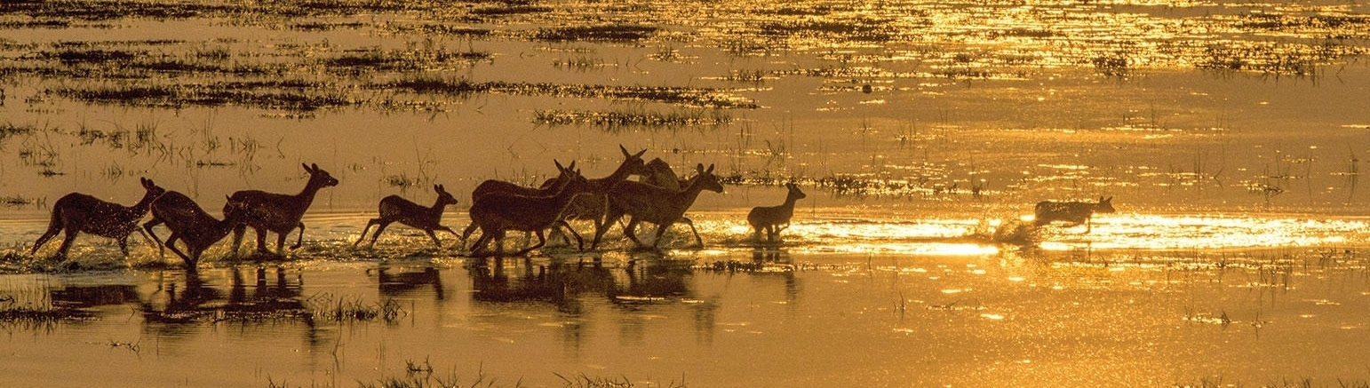 Voyage au Botswana au delta Okavango