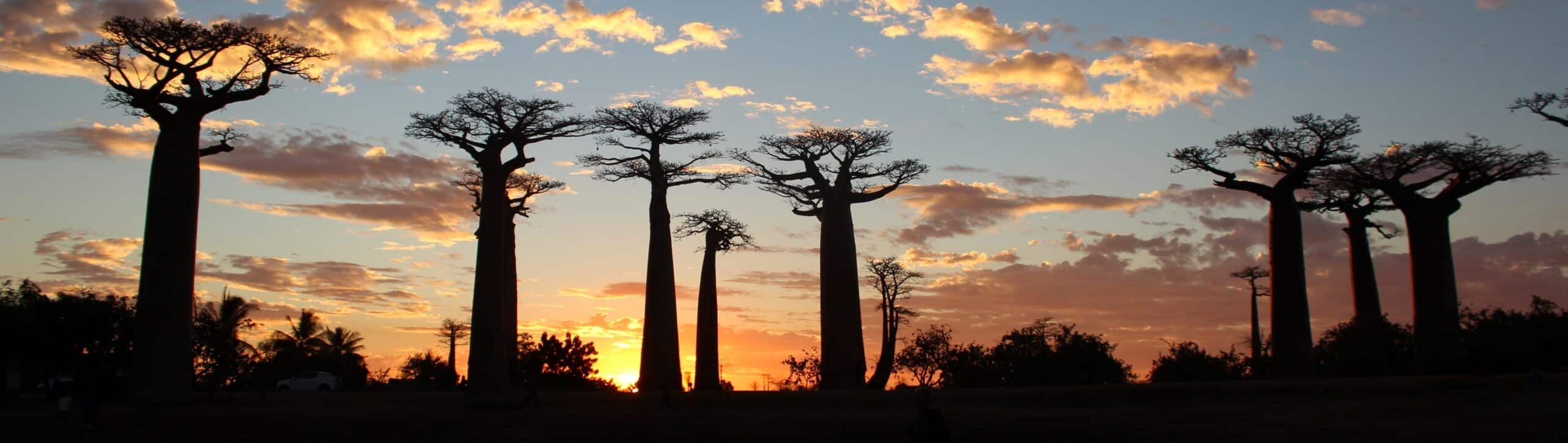 Voyage Madagascar Baobabs Morondave scaled