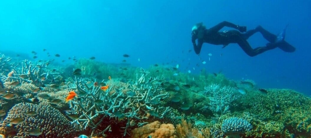 Les fonds marins autour de Fanjove offrent parmi les plus belles plongées de Tanzanie