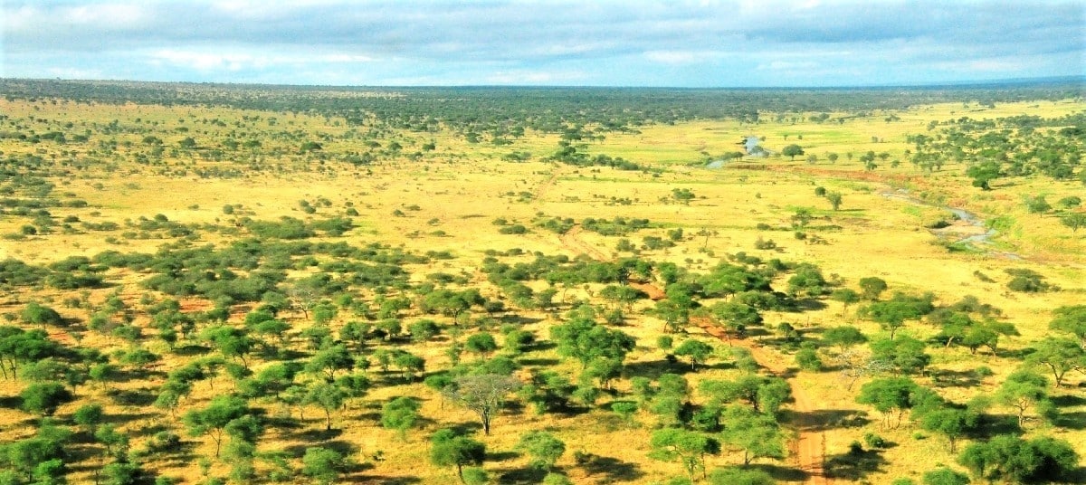 Les rives de la rivière Tarangire lors d'un safari en Tanzanie