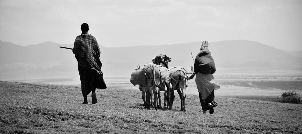 Safari en 4X4 dans le cratère du Ngorongoro