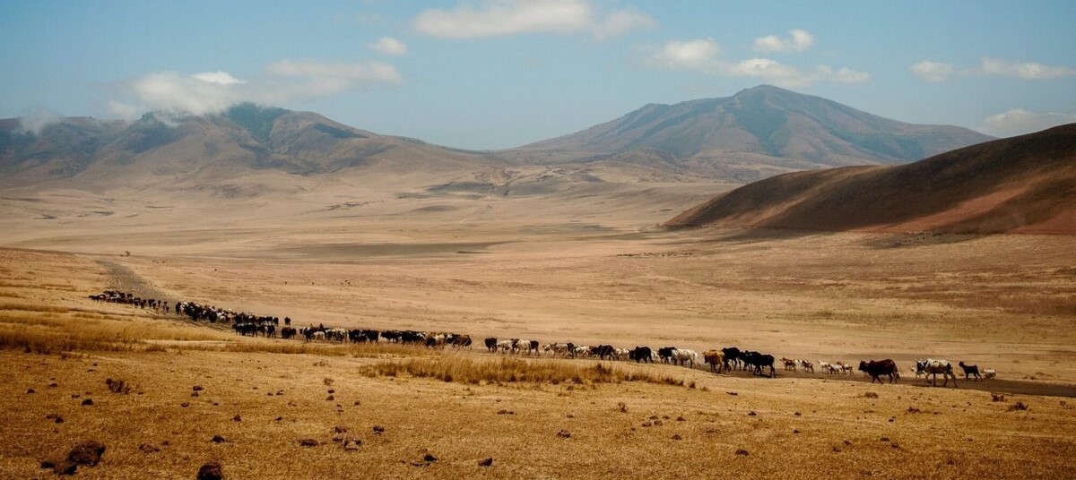 Guerrier masaï dans la région des gorges d'Olduvai dans le Ngorongoro