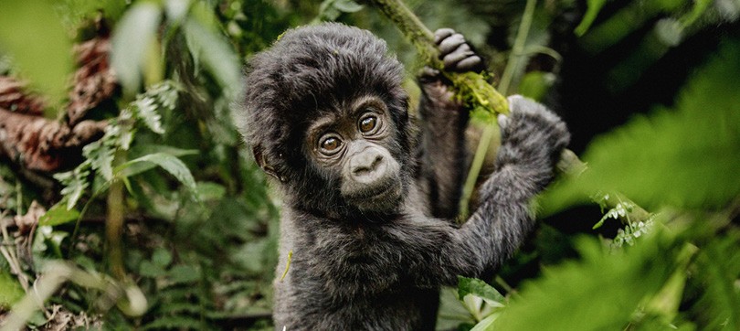 Bébé gorille à Bwindi en Ouganda