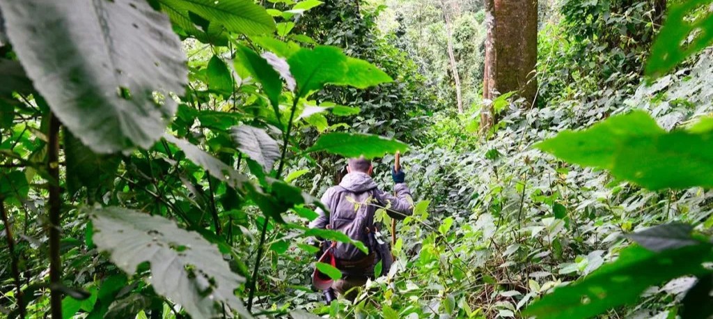 Marche dans la jungle de montagne pour observer les gorilles de Bwindi