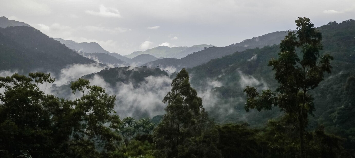 Paysages du parc national de Bwindi