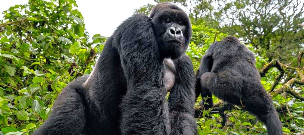rencontre avec un gorille à Bwindi en Ouganda