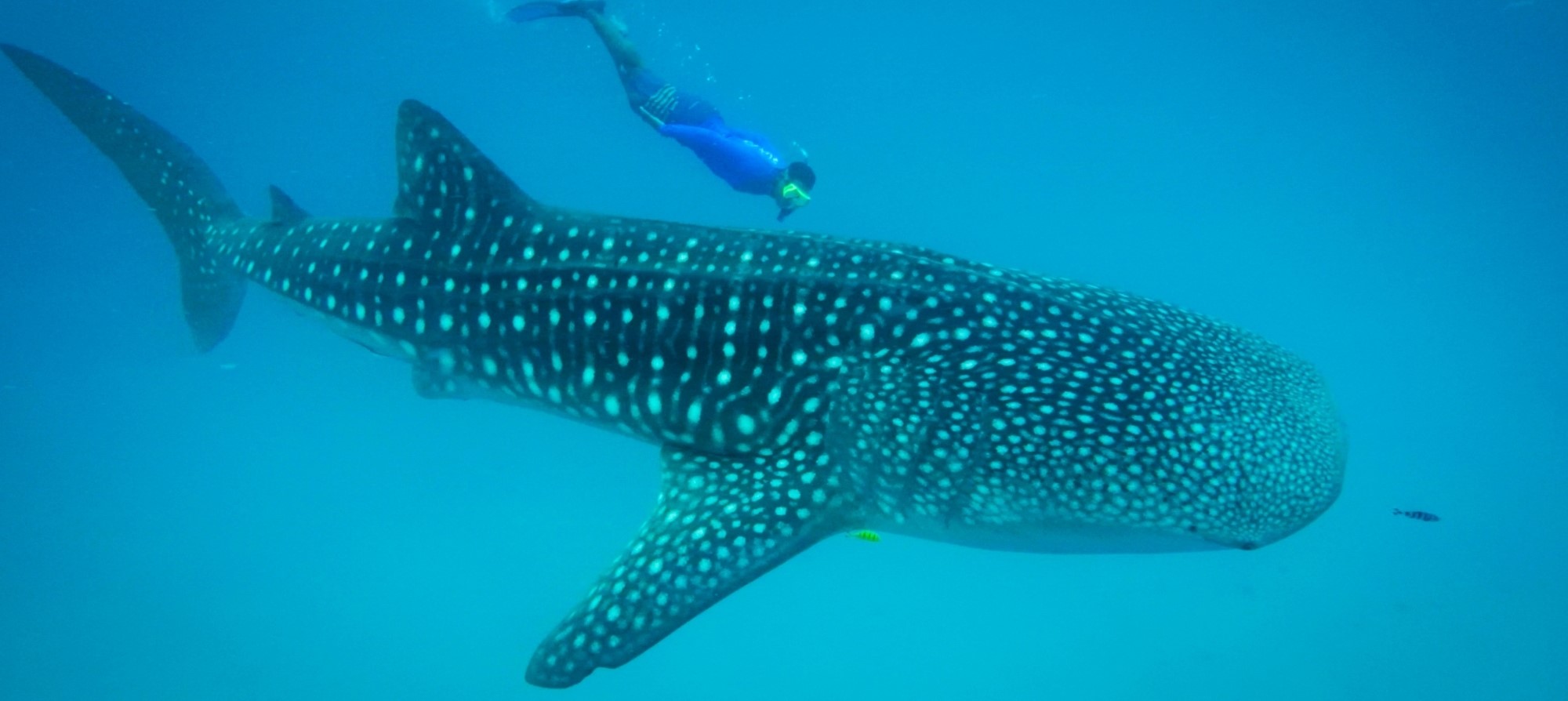 Excursion en kayak sur les twins lakeà faire au départ de Dumaguete sur l'île de Negros