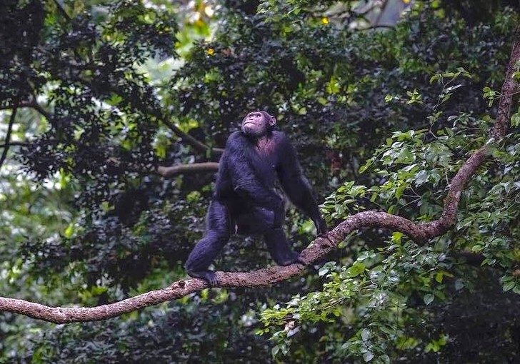 Ouganda Chimpanzes Kibale