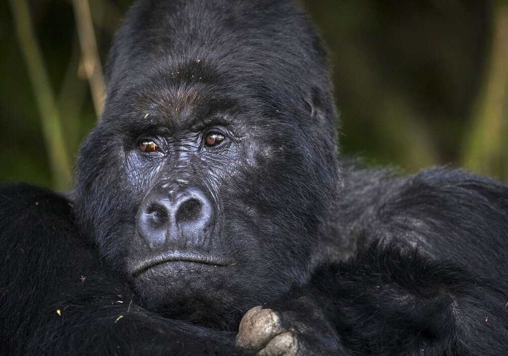 Seronera-centre-Serengeti-Nord-Tanzanie
