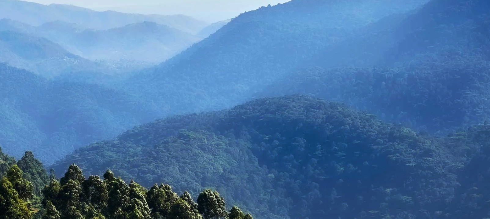 Forêts de montagnes de Bwindi en Ouganda