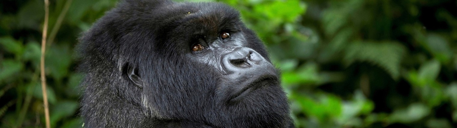 Gorilles Rwanda Ouganda gorilles Bwindi 1 1