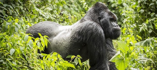 Gorille à dos argenté dans la forêt de Bwindi en Ouganda