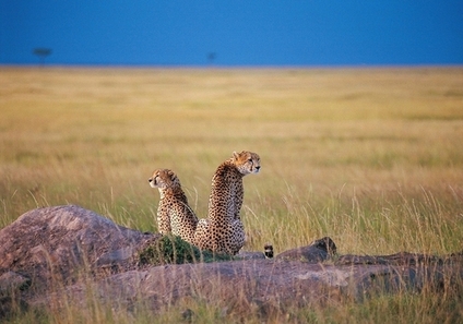 Seronera-centre-Serengeti-Nord-Tanzanie