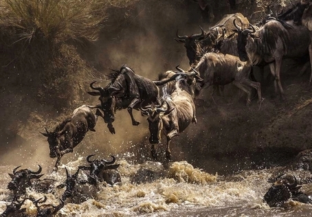 safari grandemigration Tanzaniejpg