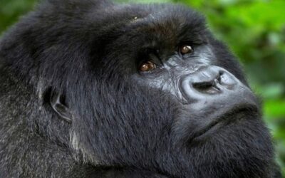 Ouganda – Gorilles de Bwindi