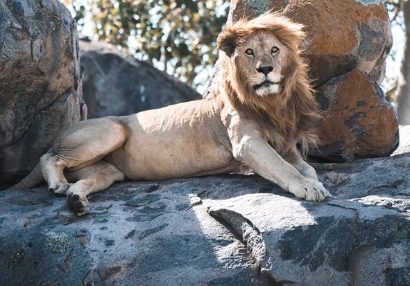 Ruaha