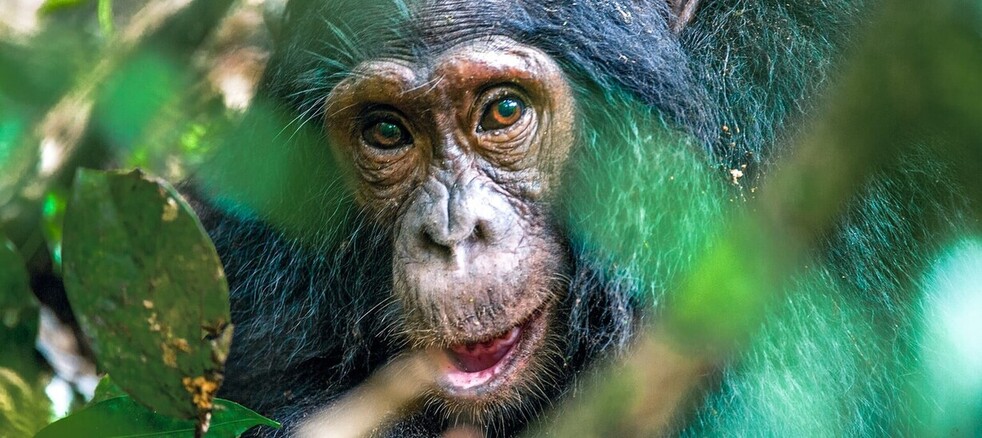 Chimpanze de Kibale en Ouganda