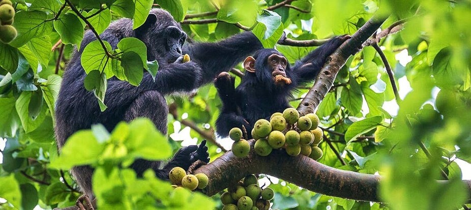 Chimpanzes dans les arbres dans les forêts de Kibale en Ouganda