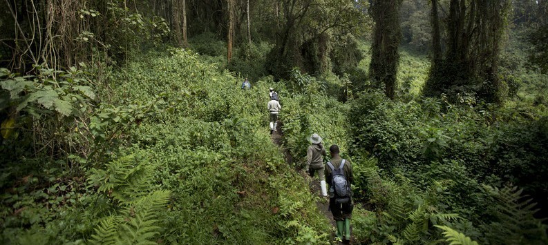 Trek à Kibale pour rencontrer les chimpanzes en Ouganda