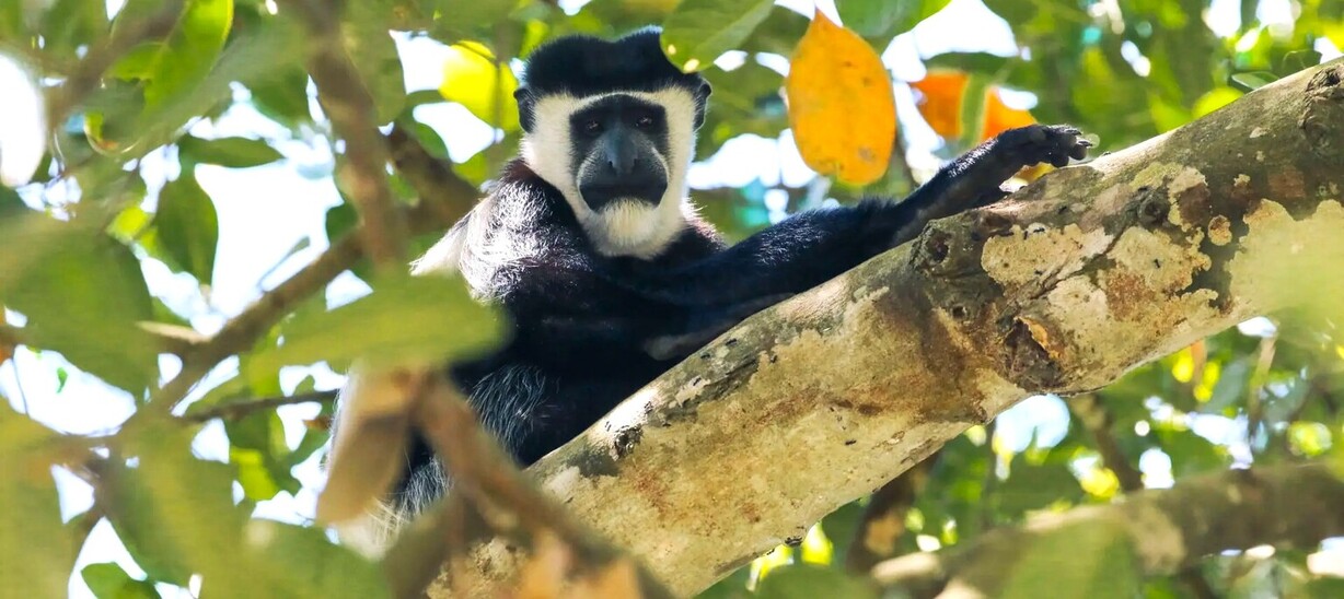 Colobe de la forêt de Kibale