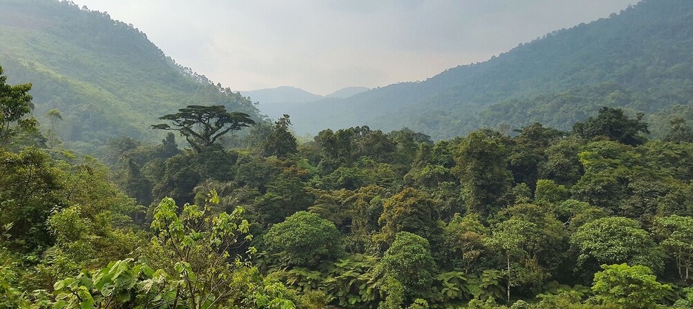 Paysages de forêt du parc national de Kibale