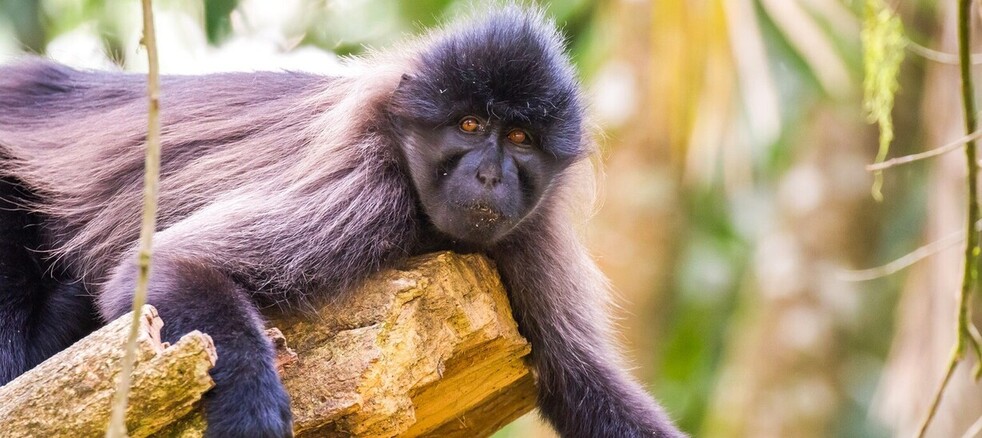 Mangabey de la forêt de Kibale
