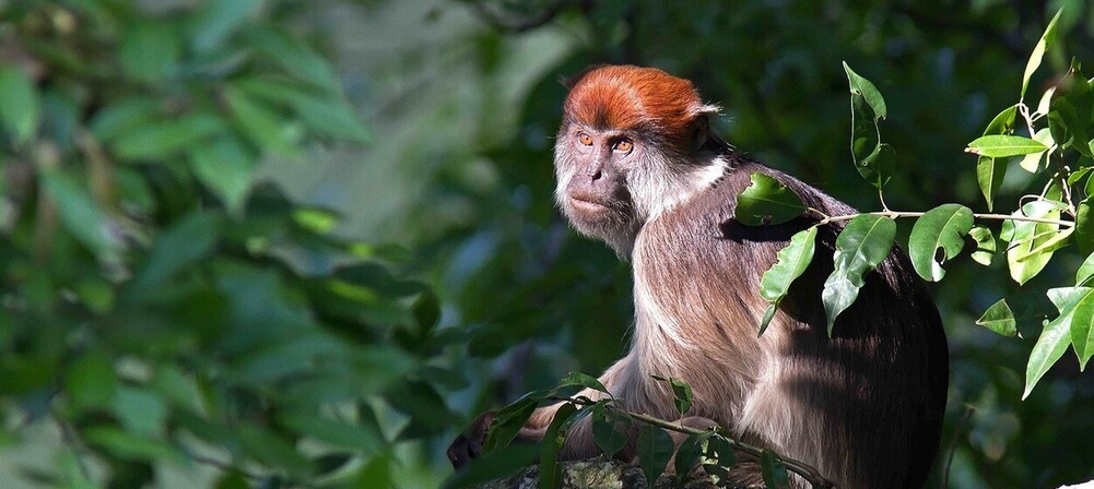 Marche dans la jungle pour observer les singes de Kibale
