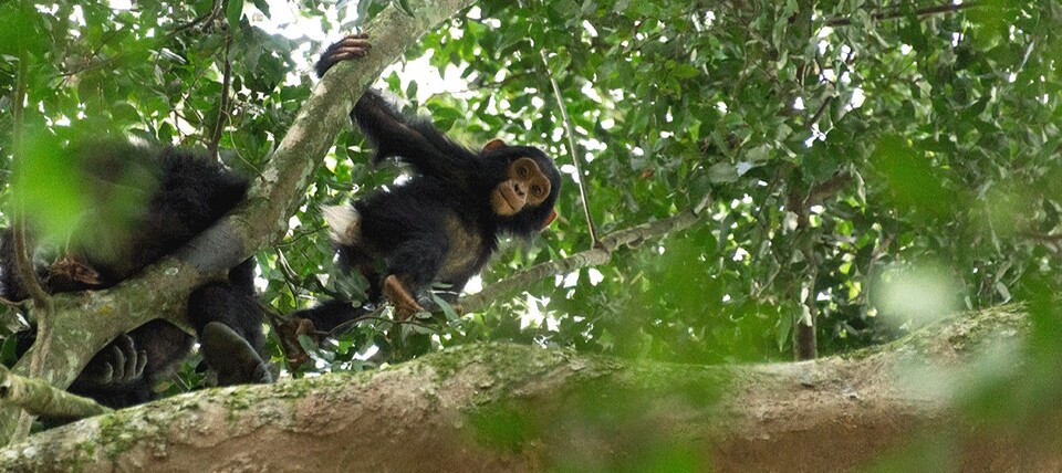 Chimpanze dans les gorges de Kyambura