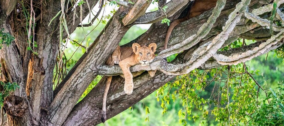 Lion dans les arbres dans le secteur d'Ishasha