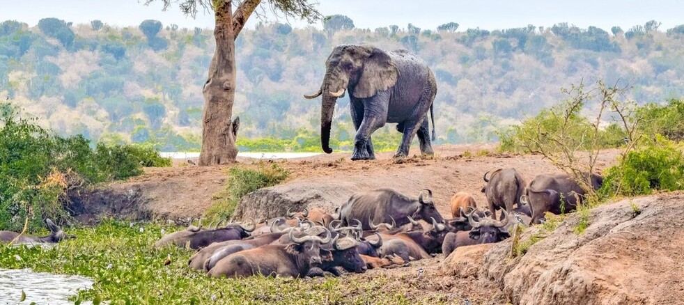 Elephants et buffles dans le parc Queen Elisabeth