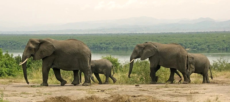 Elephants au canal de Kazinga
