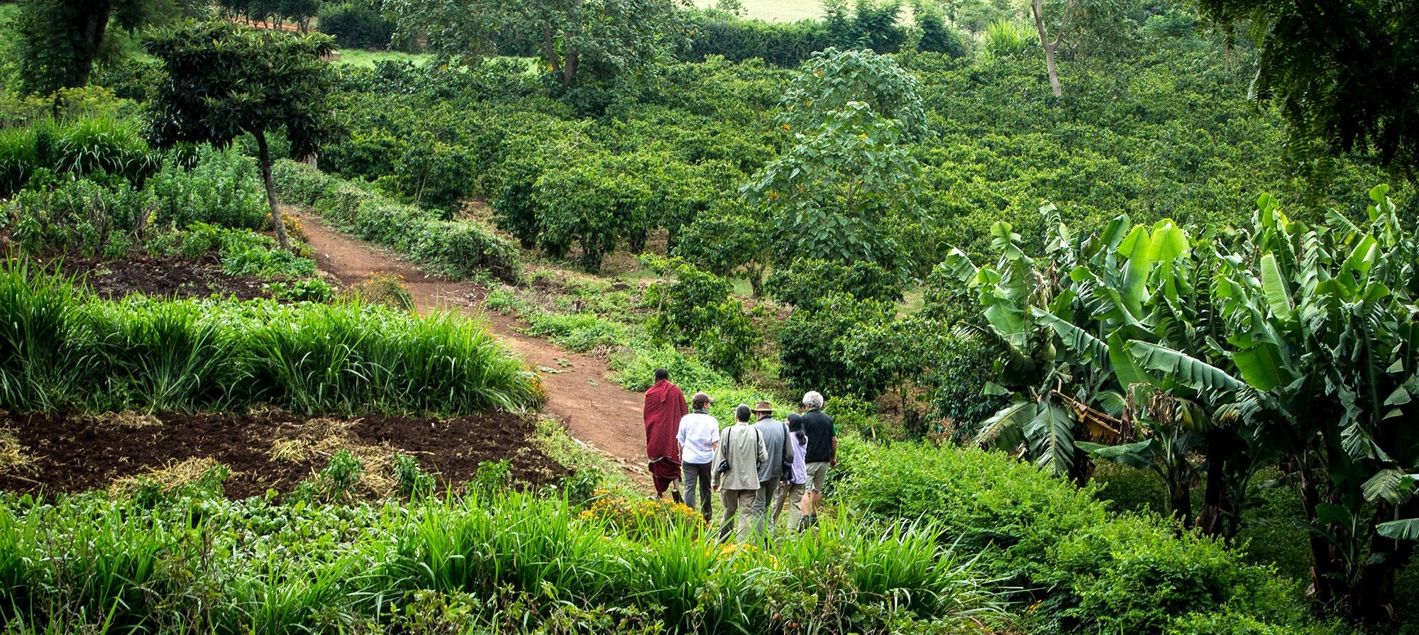 Escapade sur les hauts plateaux 5 Visite d'une plantation de café dans la région de Karatu