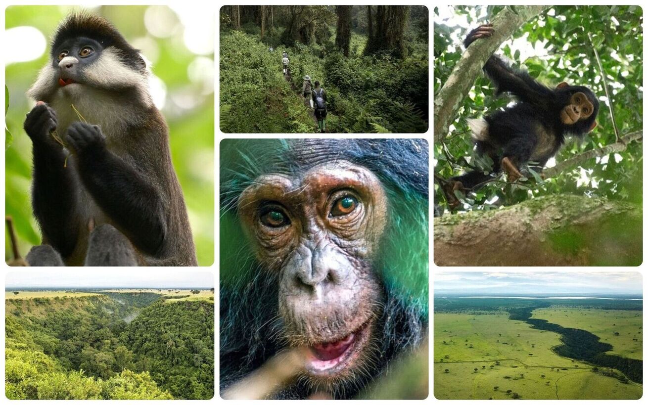 Voyage Ouganda Kyambura