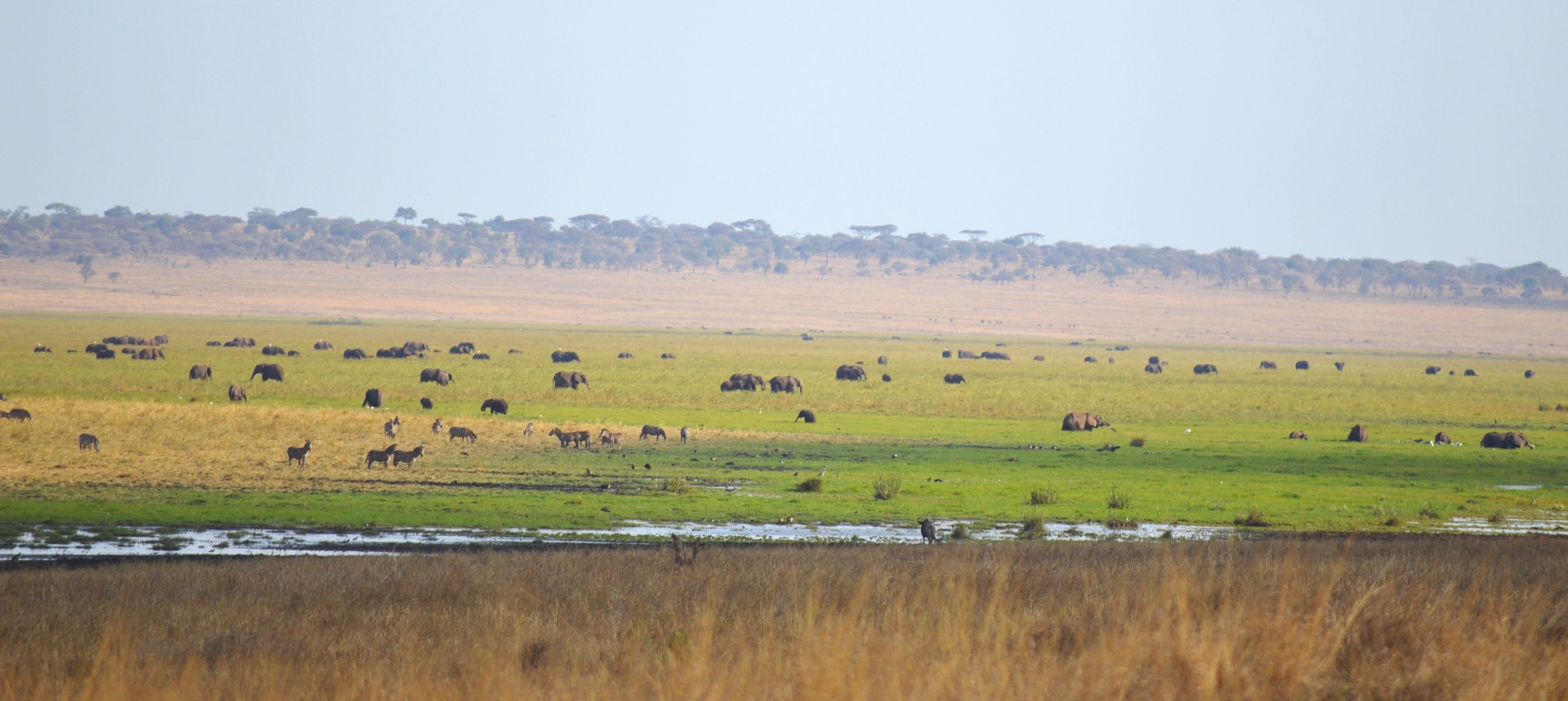 Marais de Silale dans le Tarangire