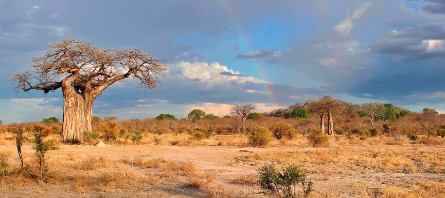 Brousse du Ruaha