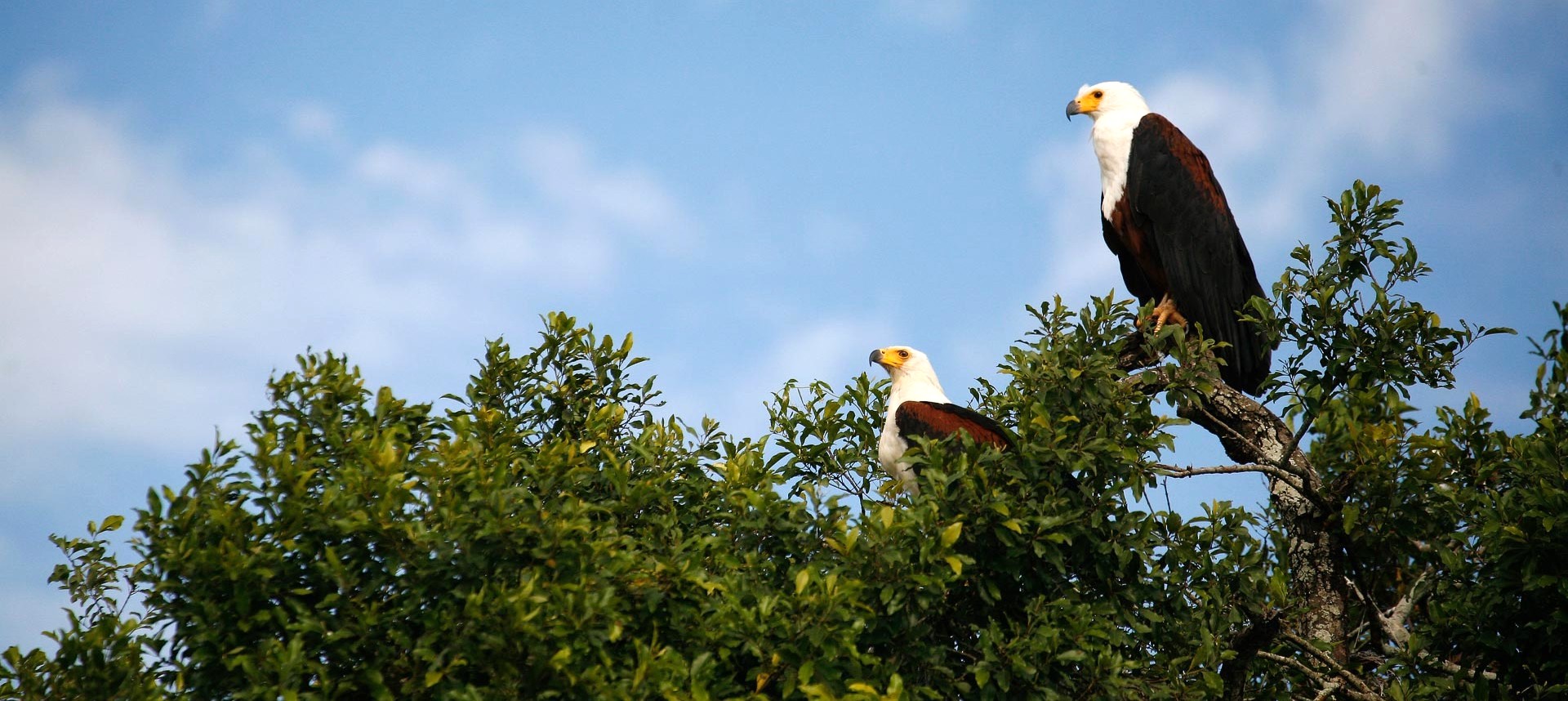 Lac Mburo 7 Aigles observés lors de safaris en bateau sur le lac Mburo
