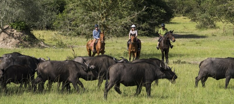 Lac Mburo 9 Safari à cheval dans le parc du lac Mburo