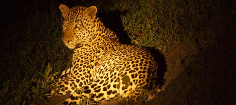 Lac Mburo 5 Leopard observé lors d'un safari en 4X4 dans le parc du lac Mburo