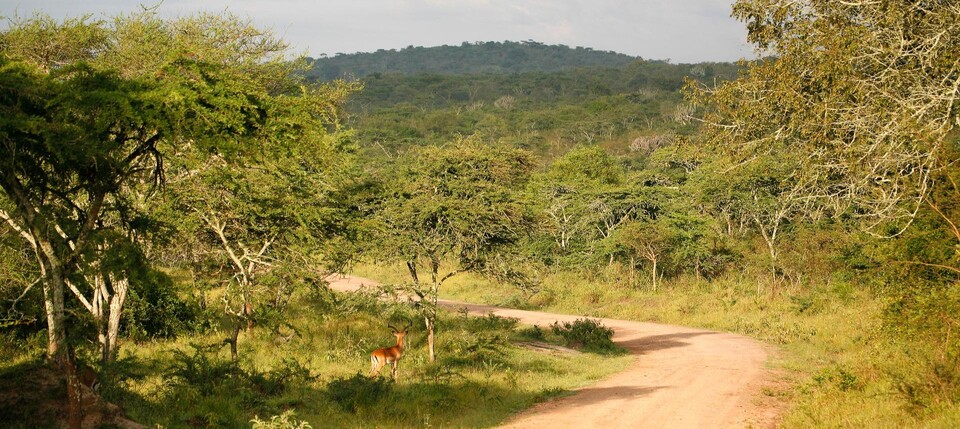Lac Mburo 2 Piste de brousse à travers le parc du lac Mburo