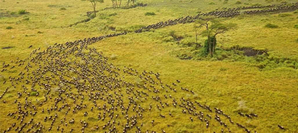 Migration dans le Serengeti