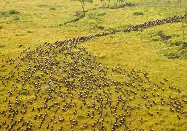 Tanzanie Migration
