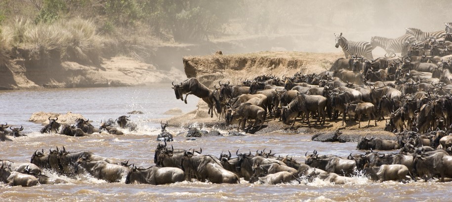 Grande migration dans le Serengeti