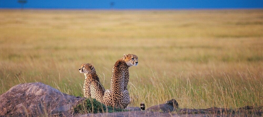 Guépards dans le Serengeti