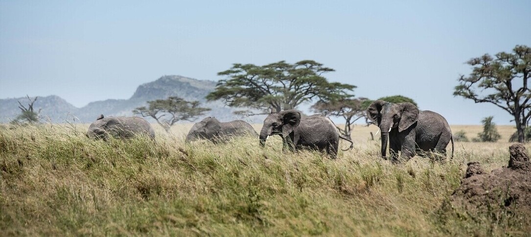 Elephants dans le Serengeti