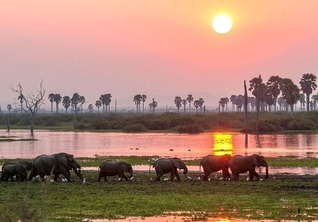Tanzanie Sud safari Selous Nyere 1