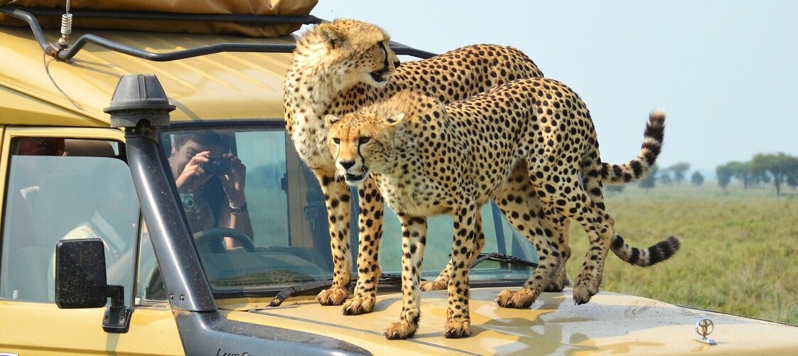 Véhicules 4X4 pour unsafari privatif en Tanzanie