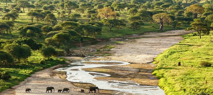 Safari dans le Tarangire