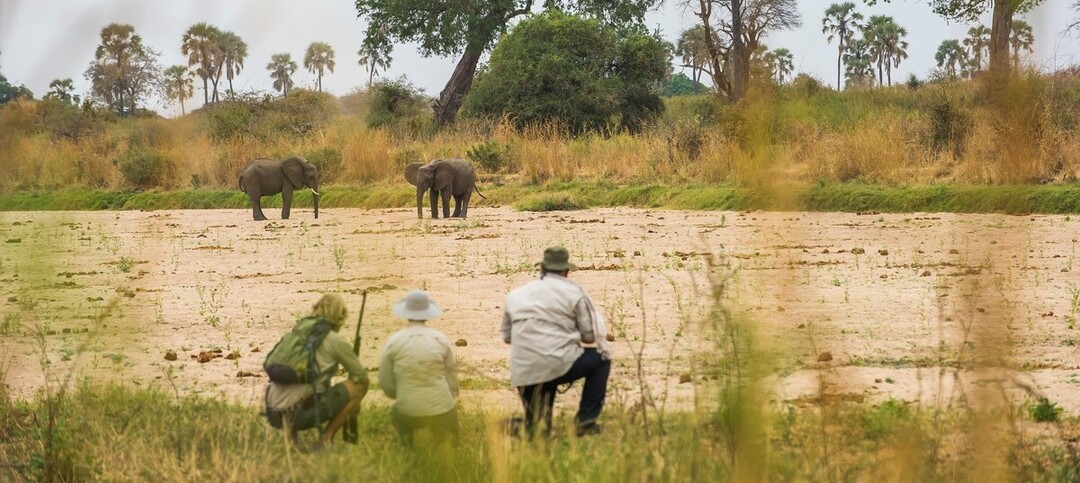 Safari à pied dans le Ruaha